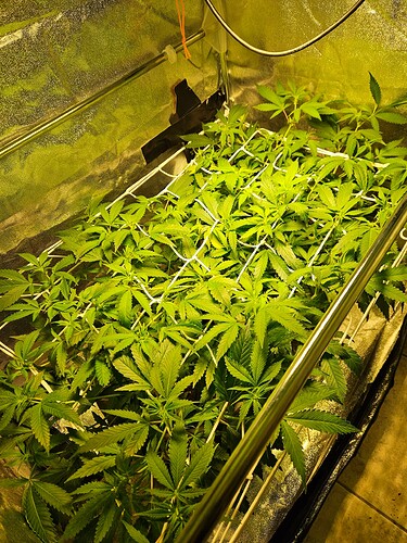 Growreport Bild 30