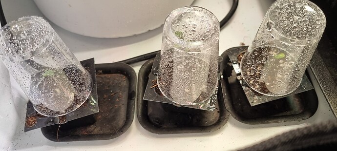 Growreport Bild 25