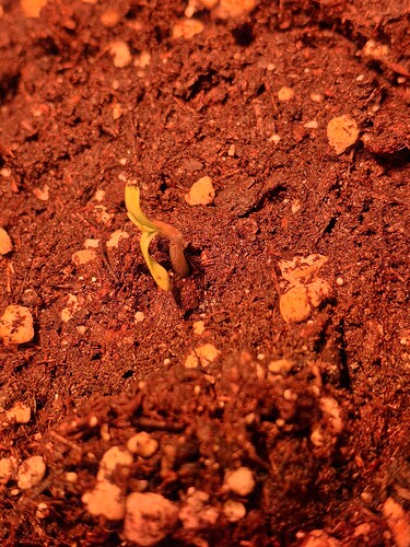 Growreport Bild 6