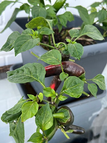 Growreport Bild 16