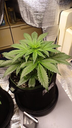 Growreport Bild 3