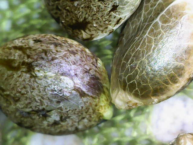 Image_2025-04-10 10_07_43_549