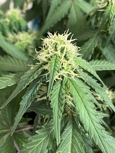 Growreport Bild 37