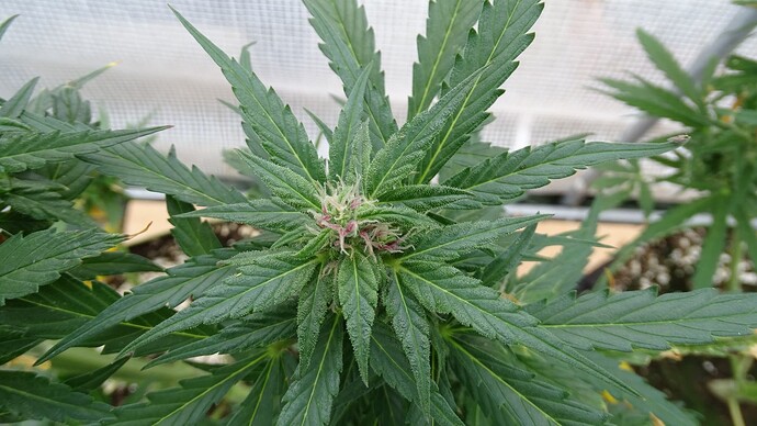 Growreport Bild 14