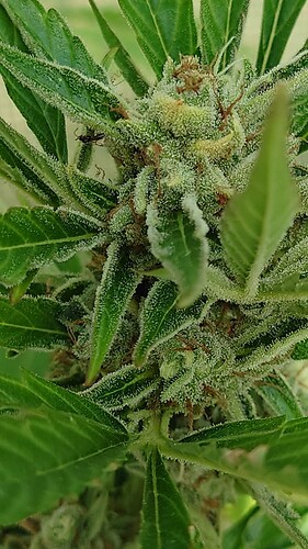 Growreport Bild 20
