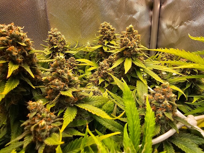 Growreport Bild 5
