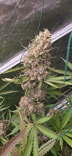 Growreport Bild 46