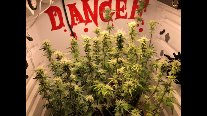 Growreport Bild 9