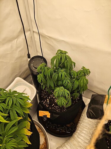Growreport Bild 7