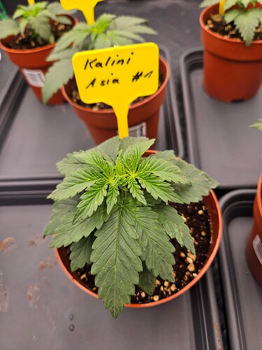 Growreport Bild 33