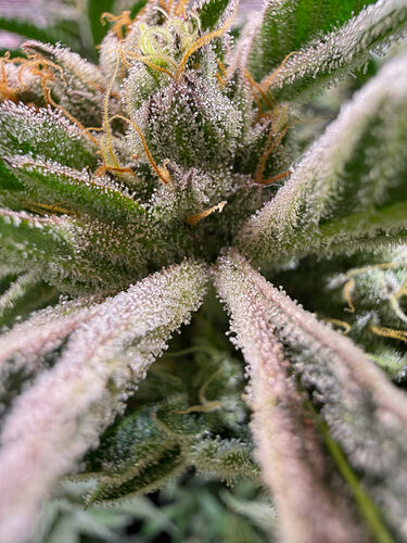 Growreport Bild 22