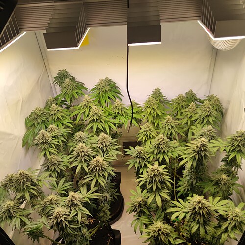 Growreport Bild 1