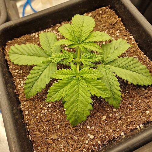Growreport Bild 8