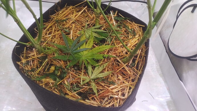 Growreport Bild 9