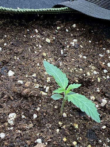 Growreport Bild 38