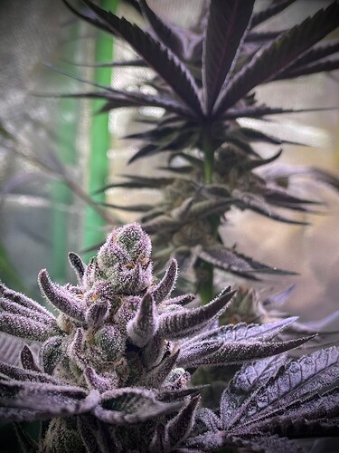 Growreport Bild 12