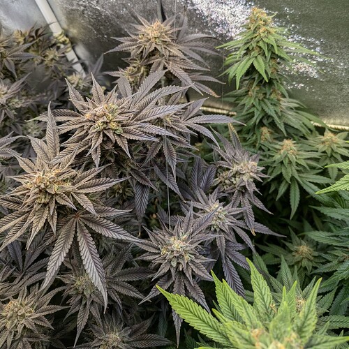 Growreport Bild 5
