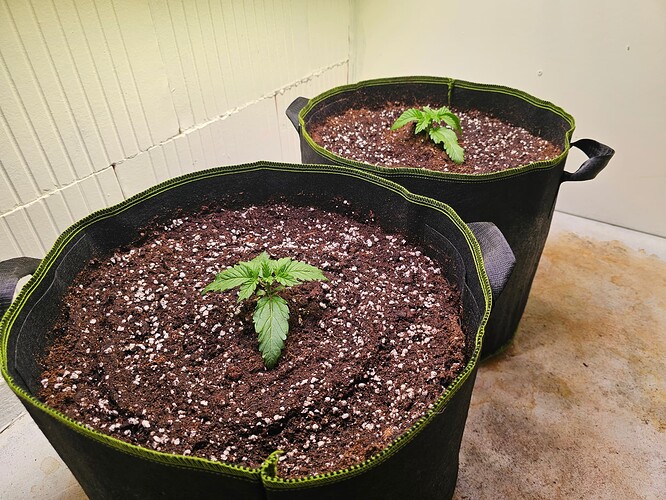 Growreport Bild 3