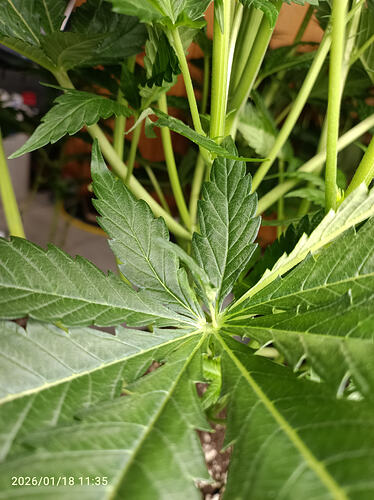 Growreport Bild 25