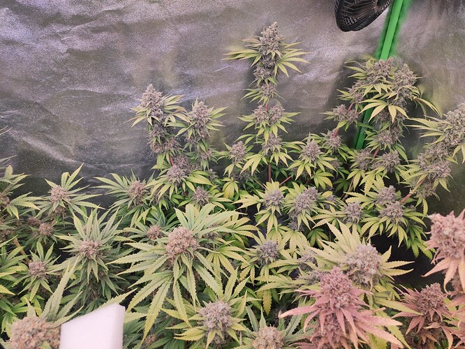 Growreport Bild 31