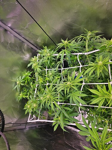 Growreport Bild 3