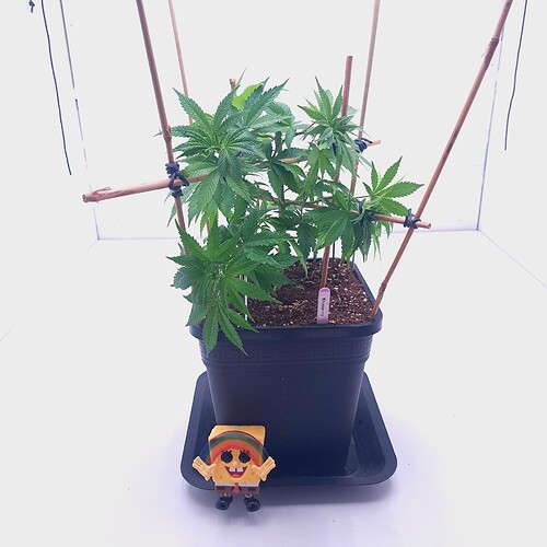 Growreport Bild 18