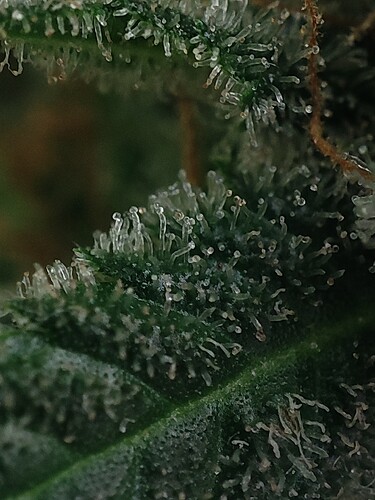 Growreport Bild 81
