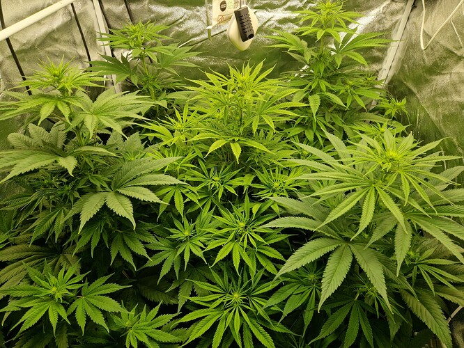 Growreport Bild 6