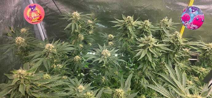 Growreport Bild 30