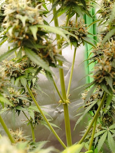 Nahaufnahme von Cannabis-Pflanzen im Blütestadium mit sichtbaren Blütenständen und Blättern.