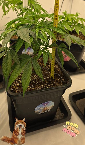 Growreport Bild 37