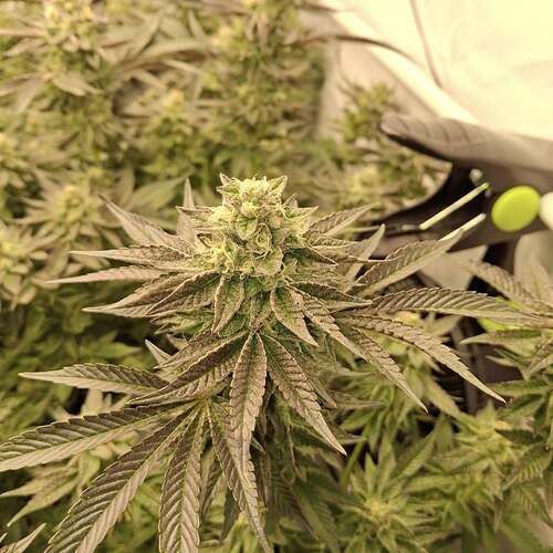 473728721_122168455544293599_8681685703870064342_n