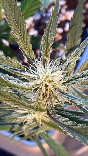 Growreport Bild 3