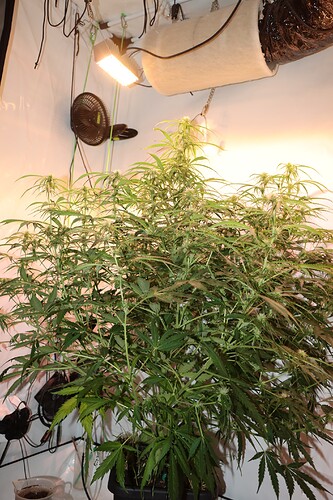 Growreport Bild 4