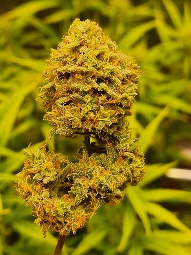 Growreport Bild 15