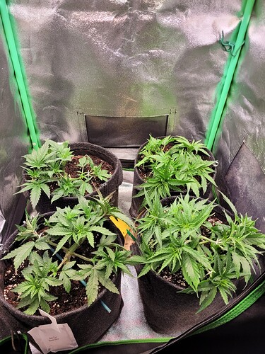 Growreport Bild 5