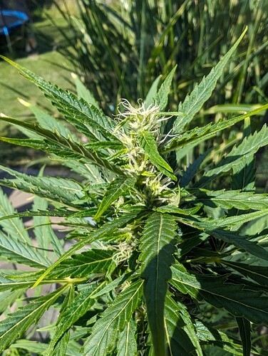 PXL_20240609_083601933