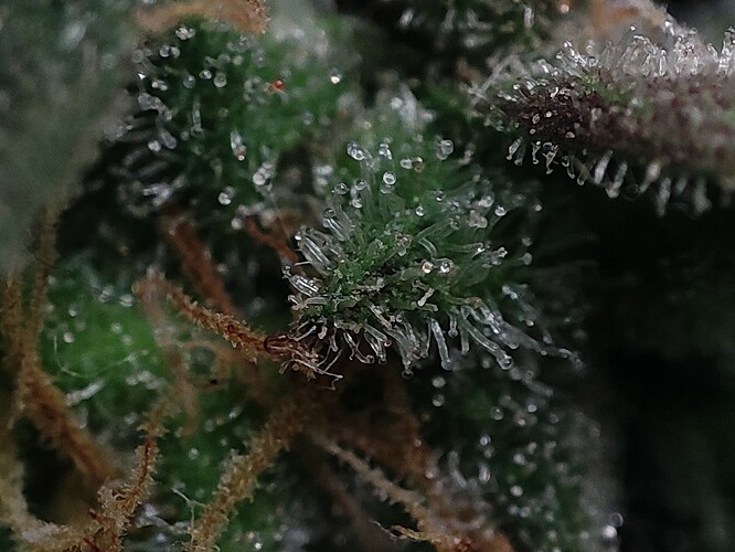 Growreport Bild 47