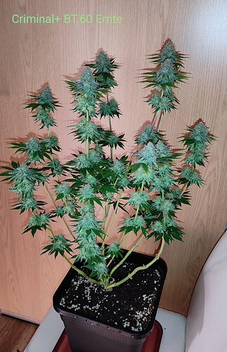Growreport Bild 1