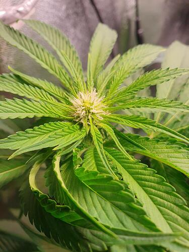 Growreport Bild 6