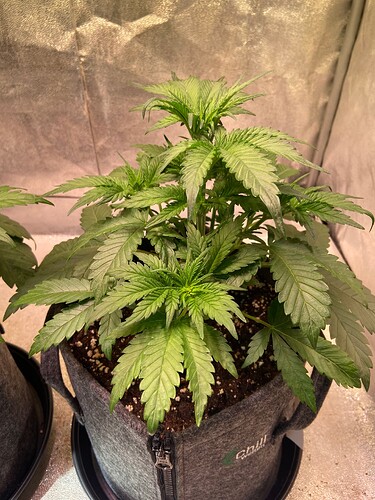 Growreport Bild 5