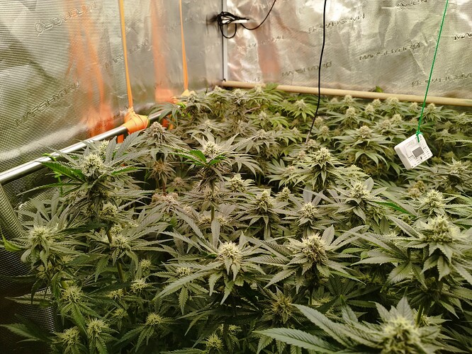 Growreport Bild 1