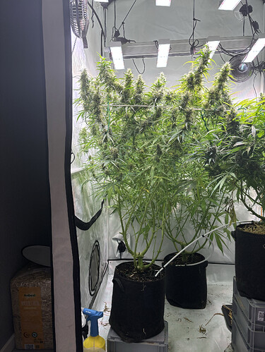 Growreport Bild 4