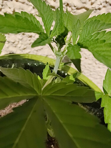 Growreport Bild 7