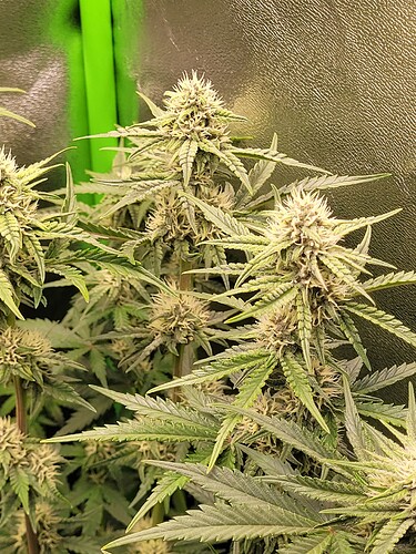 Growreport Bild 16
