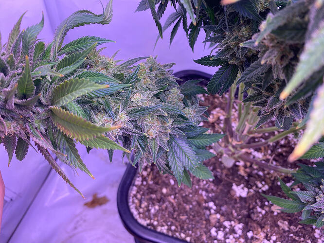 Growreport Bild 12
