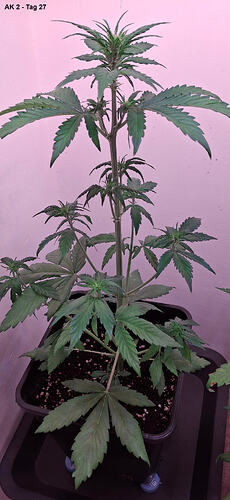 x-AK 2 - Tag 27 (6)