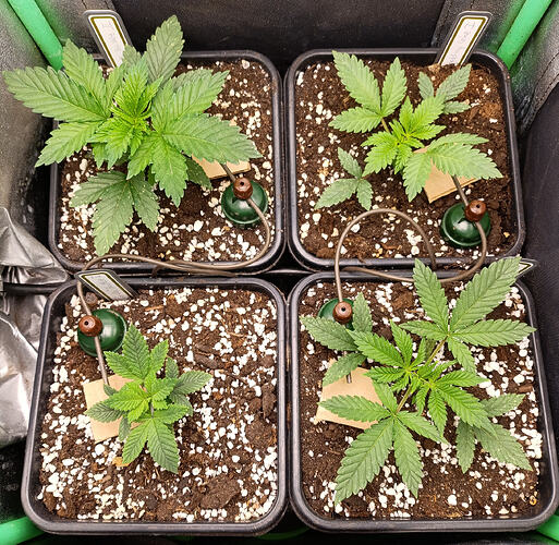 Growreport Bild 1