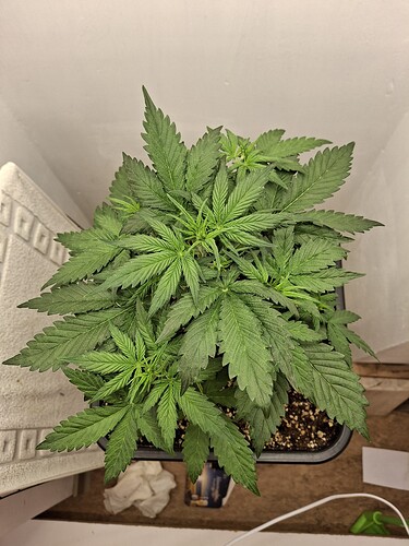 Growreport Bild 52