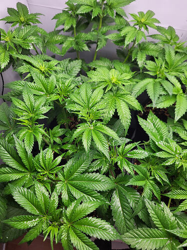Growreport Bild 3